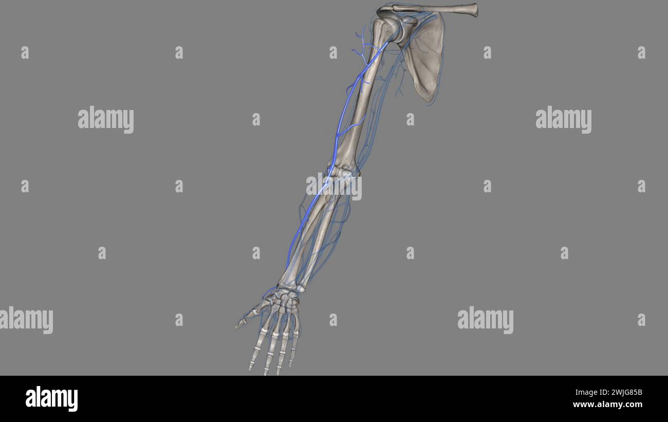 The cephalic vein is a superficial vein of the upper limb and it's one of the two main veins of