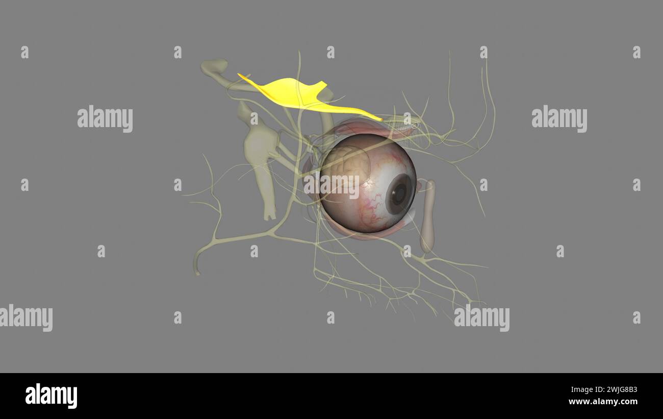 Eye movement pupil constriction3d illustration Trochlear Nerve, Eye movement 3d illustrationThe olfactory tract contains nerve fibers projecting out o Stock Photo
