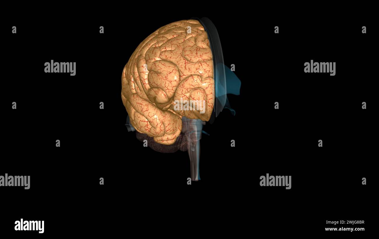 The cerebrum is divided into left and right hemispheres 3d illustration Stock Photo