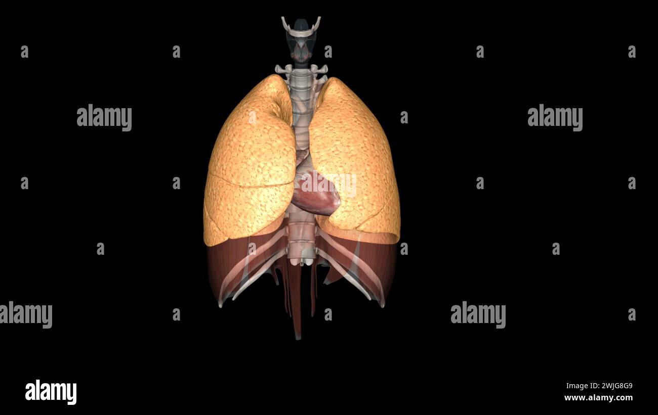 The function of the lung is to get oxygen from the air to the blood, performed by the alveoli3d illustration Stock Photo