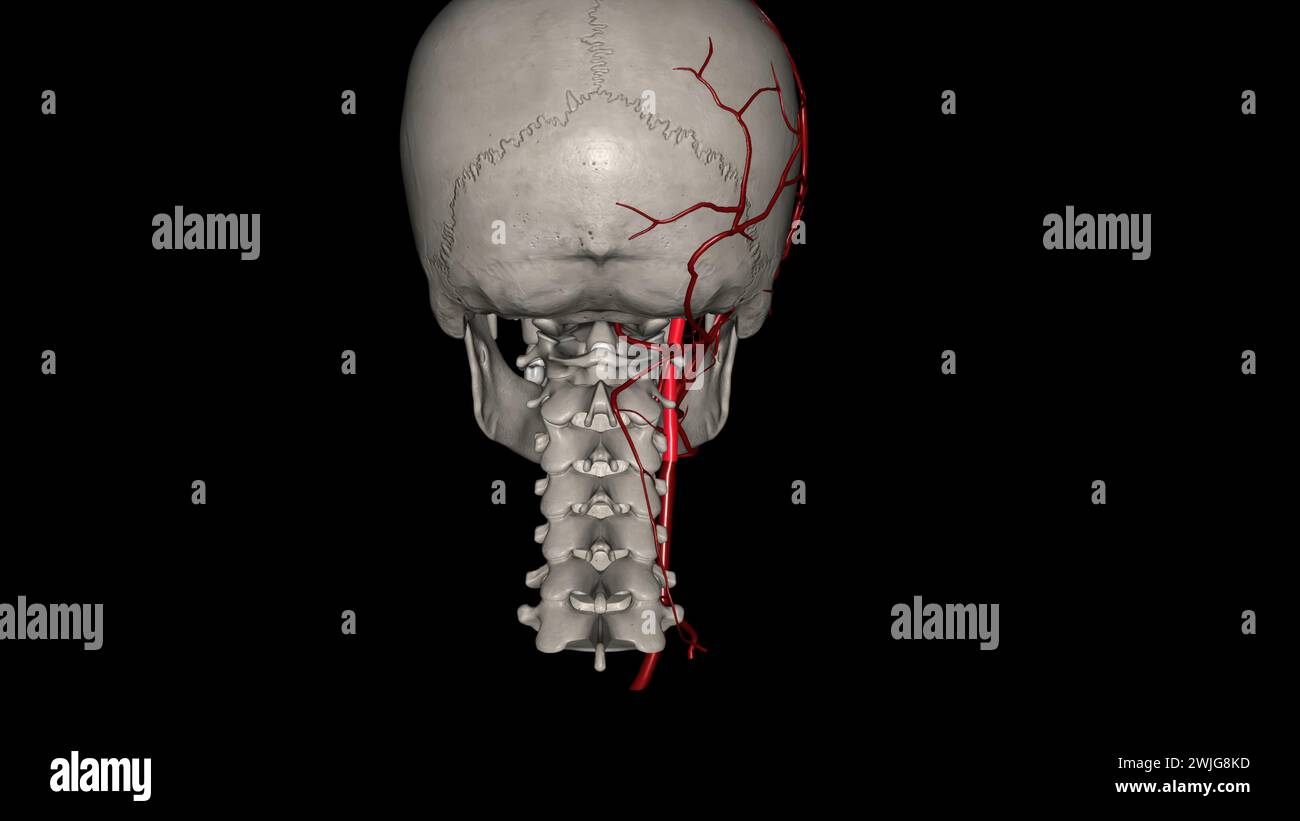 The occipital artery is a branch of the external carotid artery that