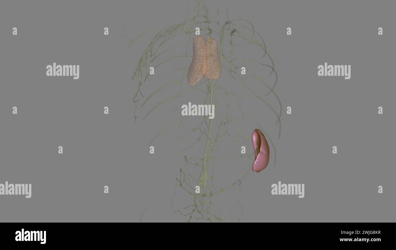 Organ Under Left Rib spleen is a small organ that sits inside your left rib cage, just above ...