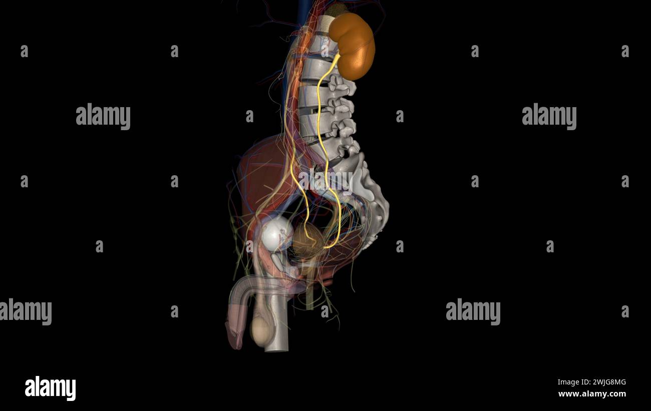 The ureter is a tube that carries urine from the kidney to the urinary bladder 3d illustration