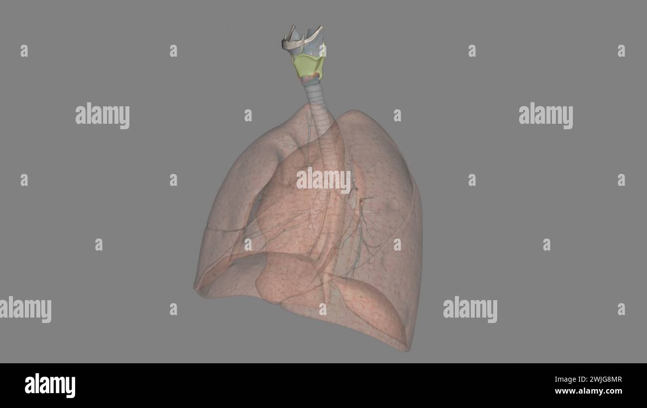 The thyrohyoid membrane (or hyothyroid membrane) is a broad, fibro ...