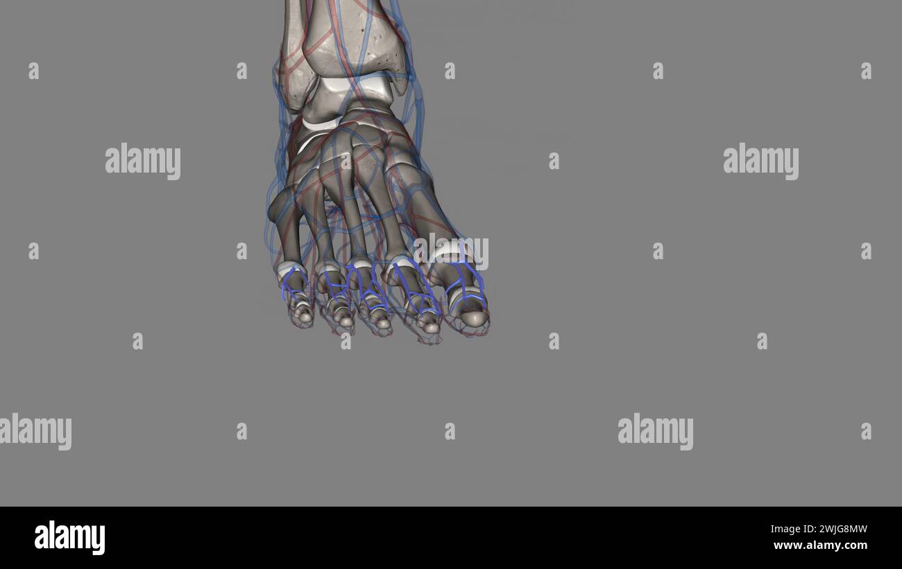 Dorsal digital veins foot - Course On the dorsum of the foot they receive the intercapitular veins 3d illustration Stock Photo
