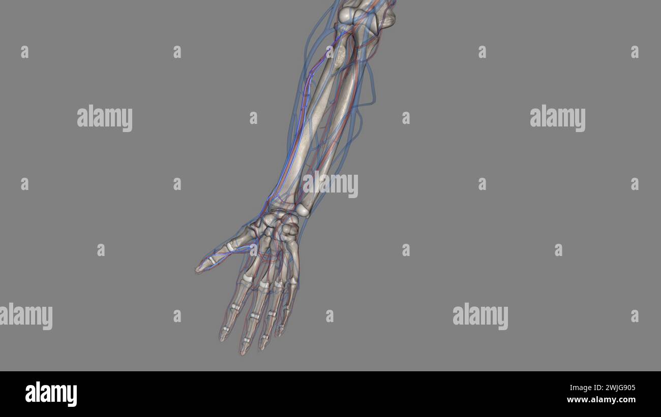 The Radial Veins Originate In The Dorsum Of The Hand From The Lateral Part Of The Deep Palmar 1759