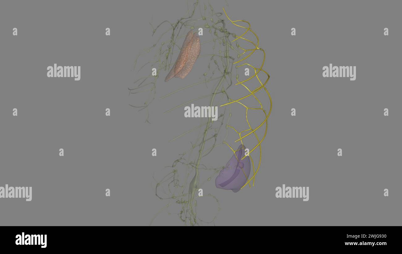 The intercostal lymph nodes (intercostal glands) occupy the posterior ...