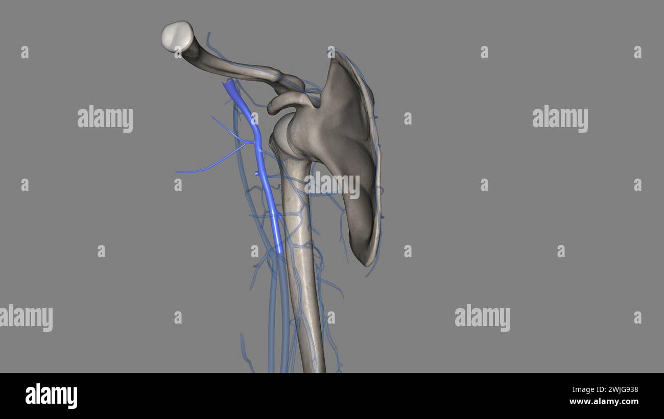 The axillary vein is a deep vein of the upper limb that is formed by