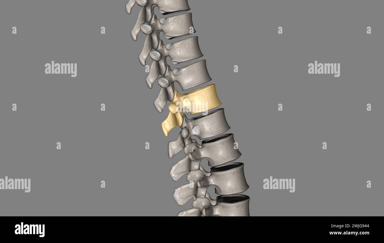 Thoracic Vertebral, T12 Twelve vertebrae are located in the thoracic ...