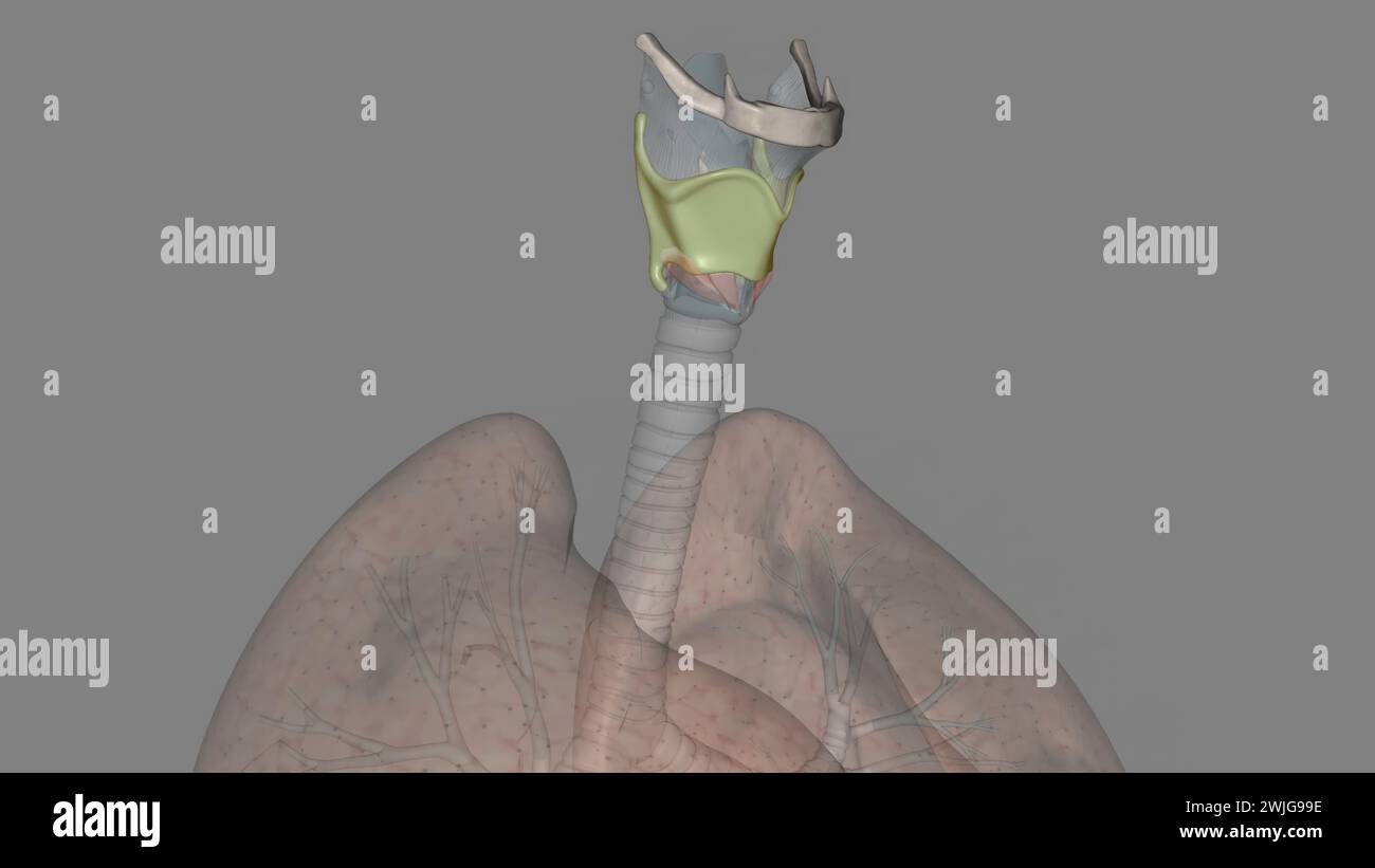 The thyrohyoid membrane (or hyothyroid membrane) is a broad, fibro ...