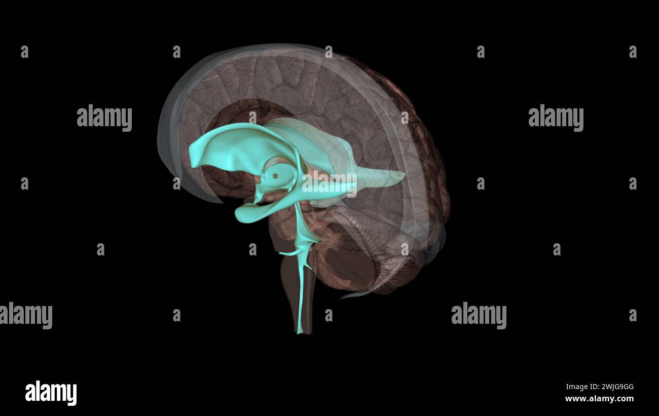 The ventricles are structures that produce cerebrospinal fluid, and transport it around the