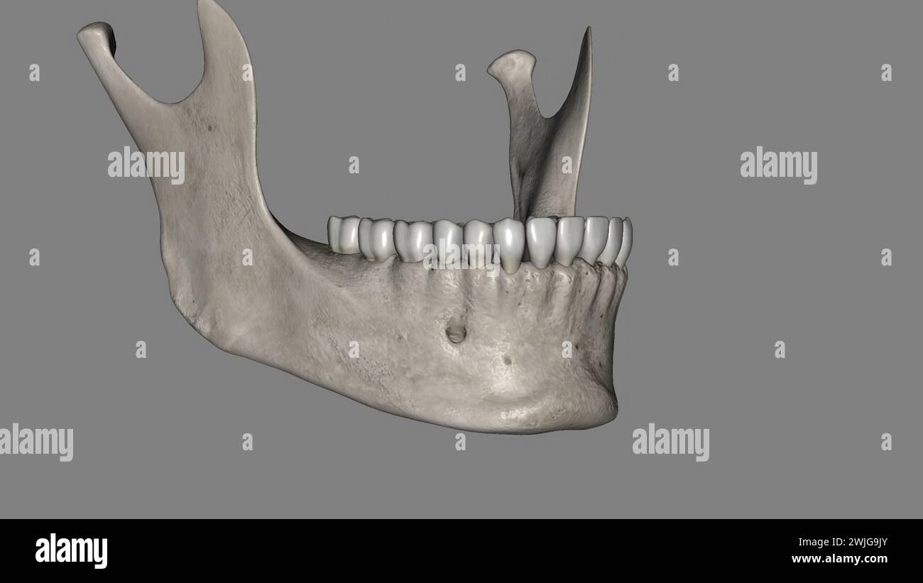 The mandible is the largest and strongest bone of the human skull 3d ...