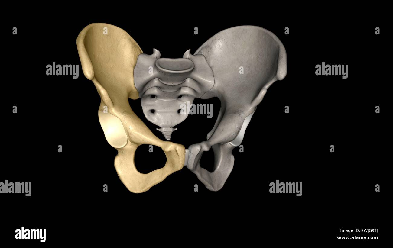 The hip bone is comprised of the three parts the ilium, pubis and ...