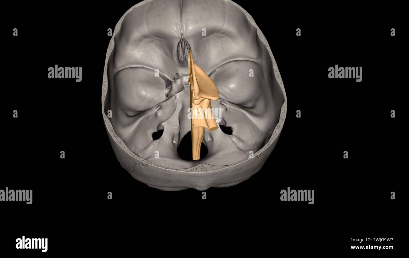 brainstem is the bottom, stalklike portion of your brain. Stock Photo