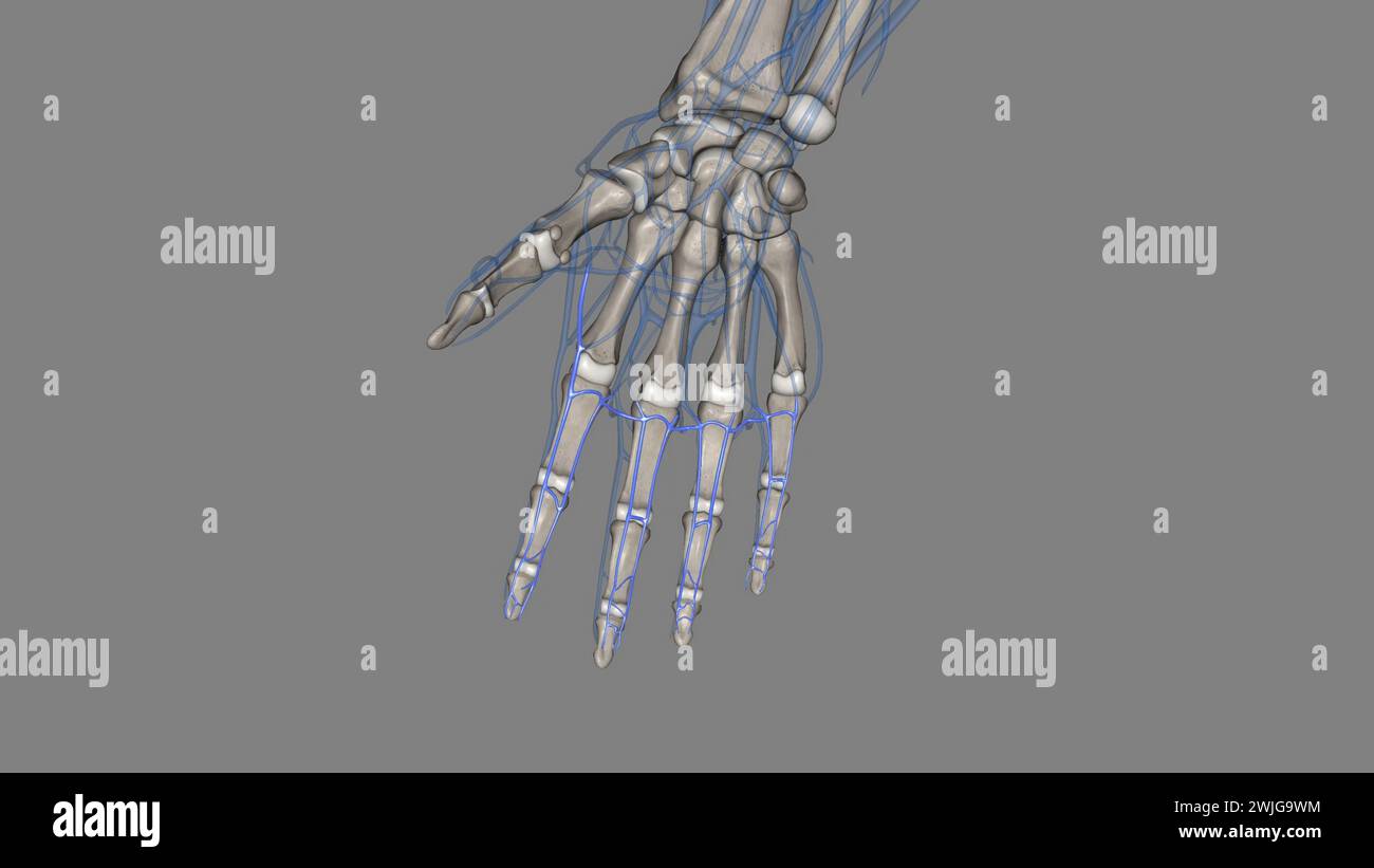 The palmar (volar) digital veins on each finger are connected to the dorsal digital veins by oblique intercapitular veins 3d illustration Stock Photo