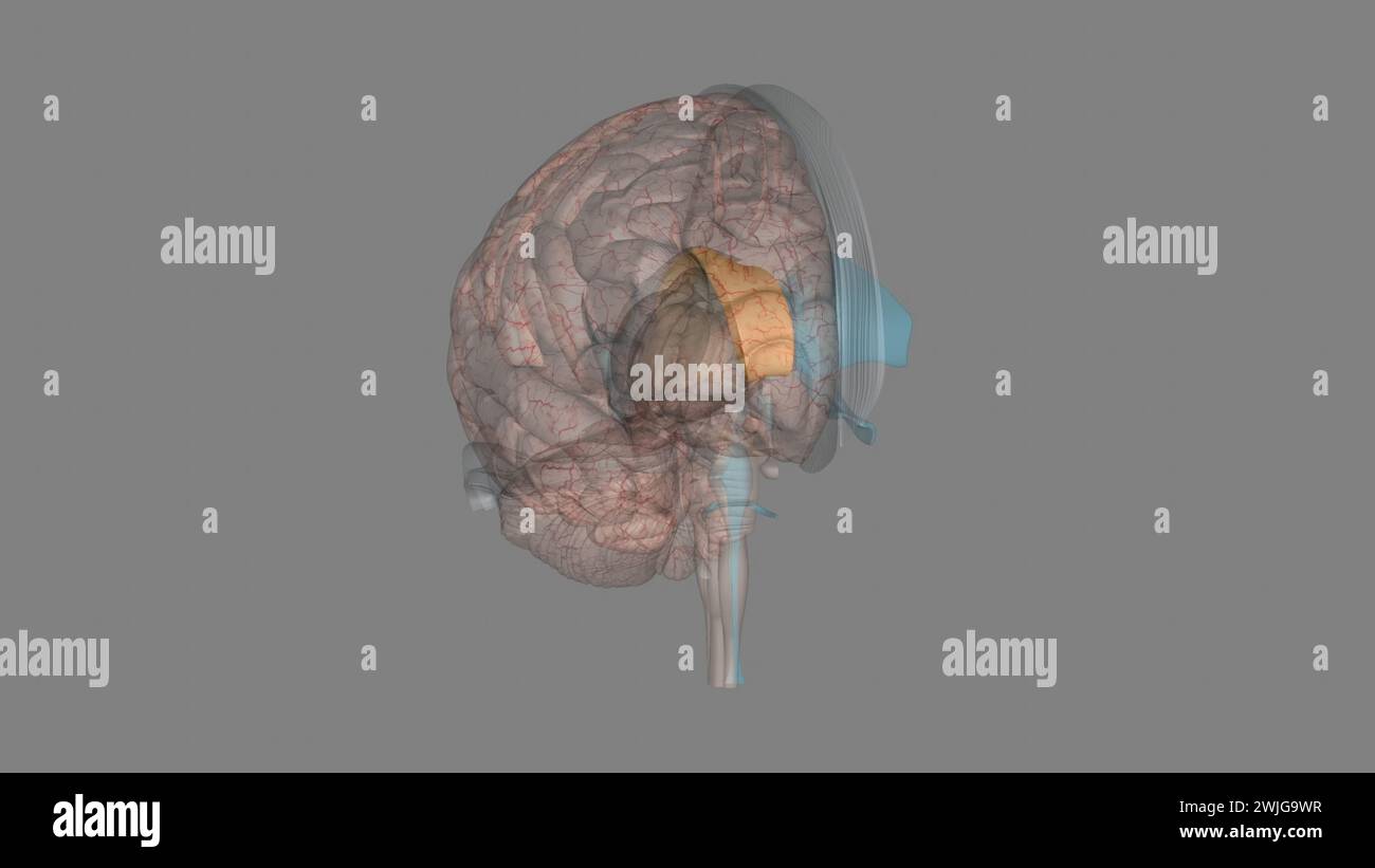 The corpus callosum is a large bundle of more than 200 million myelinated nerve fibers that connect the two brain hemispheres, permitting communicatio Stock Photo