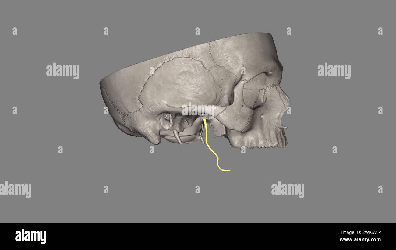 The lingual nerve carries sensory innervation from the anterior two ...