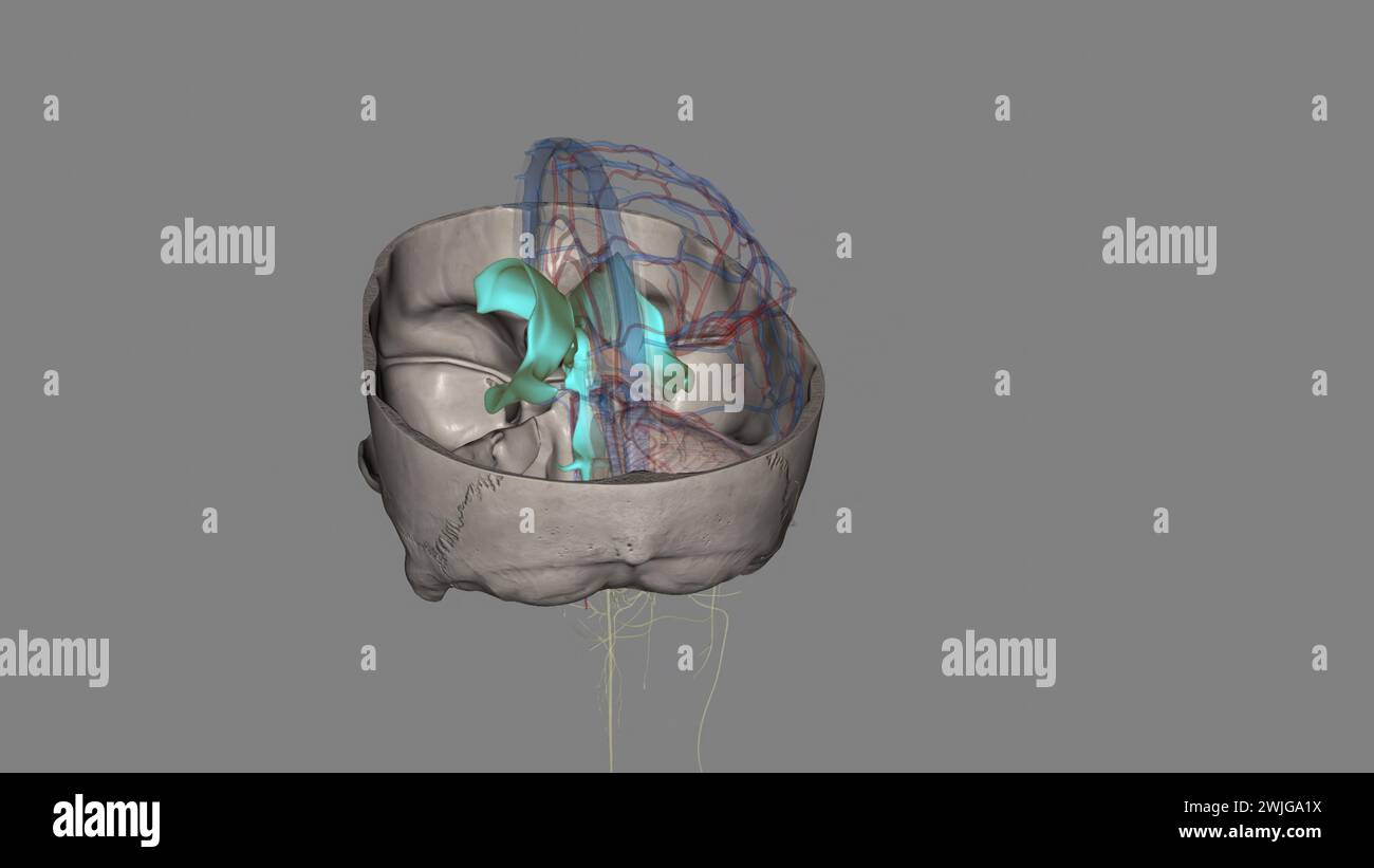 The ventricles of the brain are a communicating network of cavities