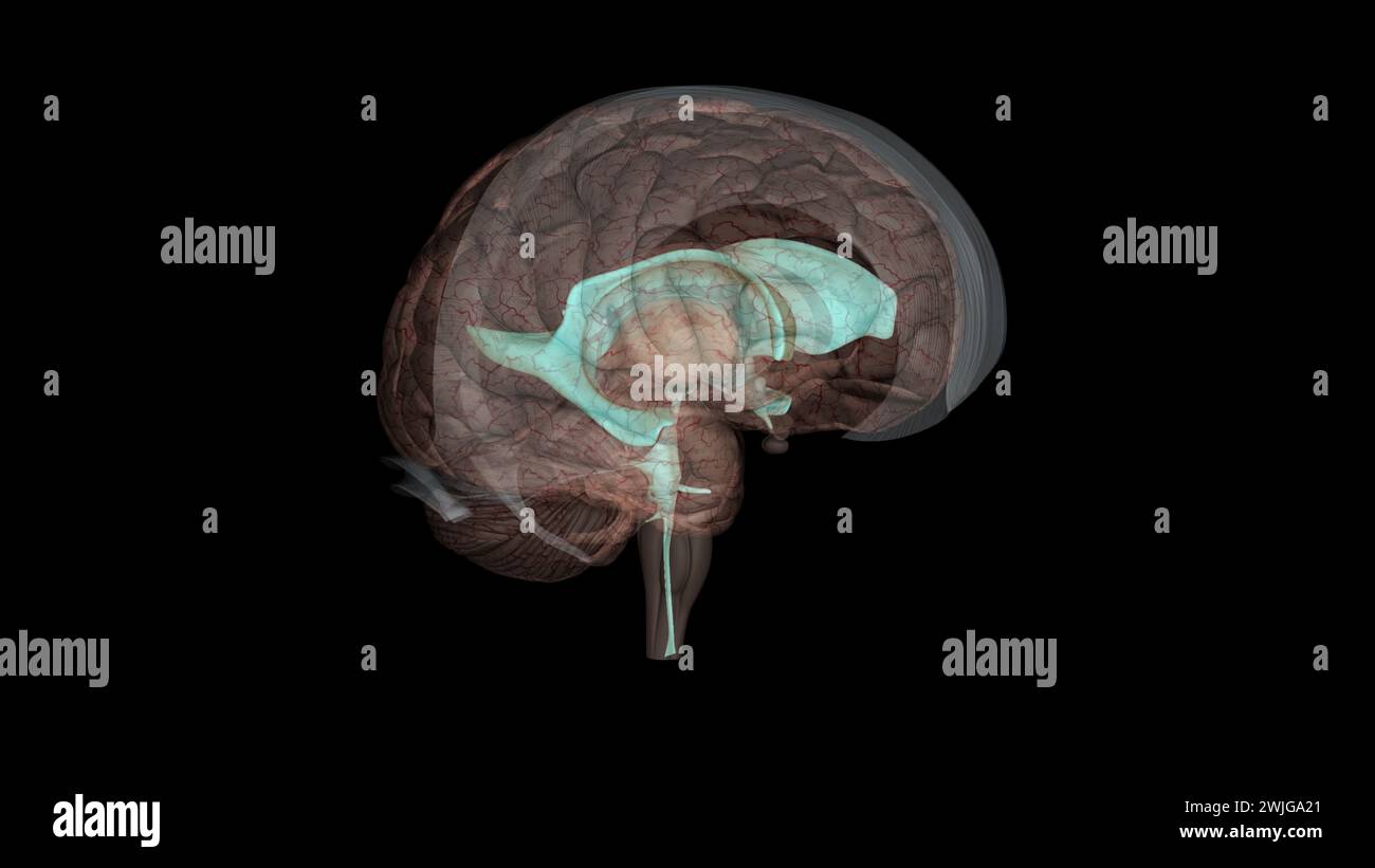 The ventricles are structures that produce cerebrospinal fluid, and transport it around the