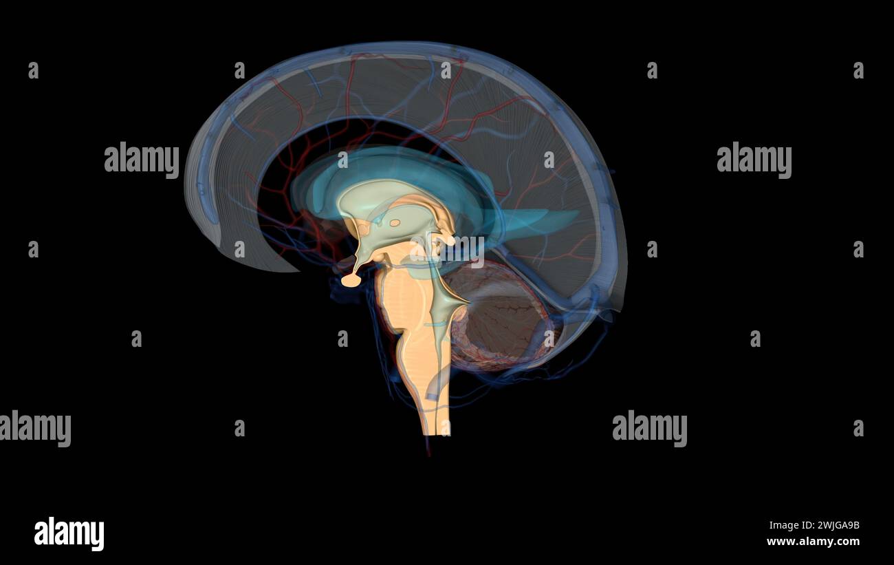 The brainstem is the structure that connects the cerebrum of the brain ...