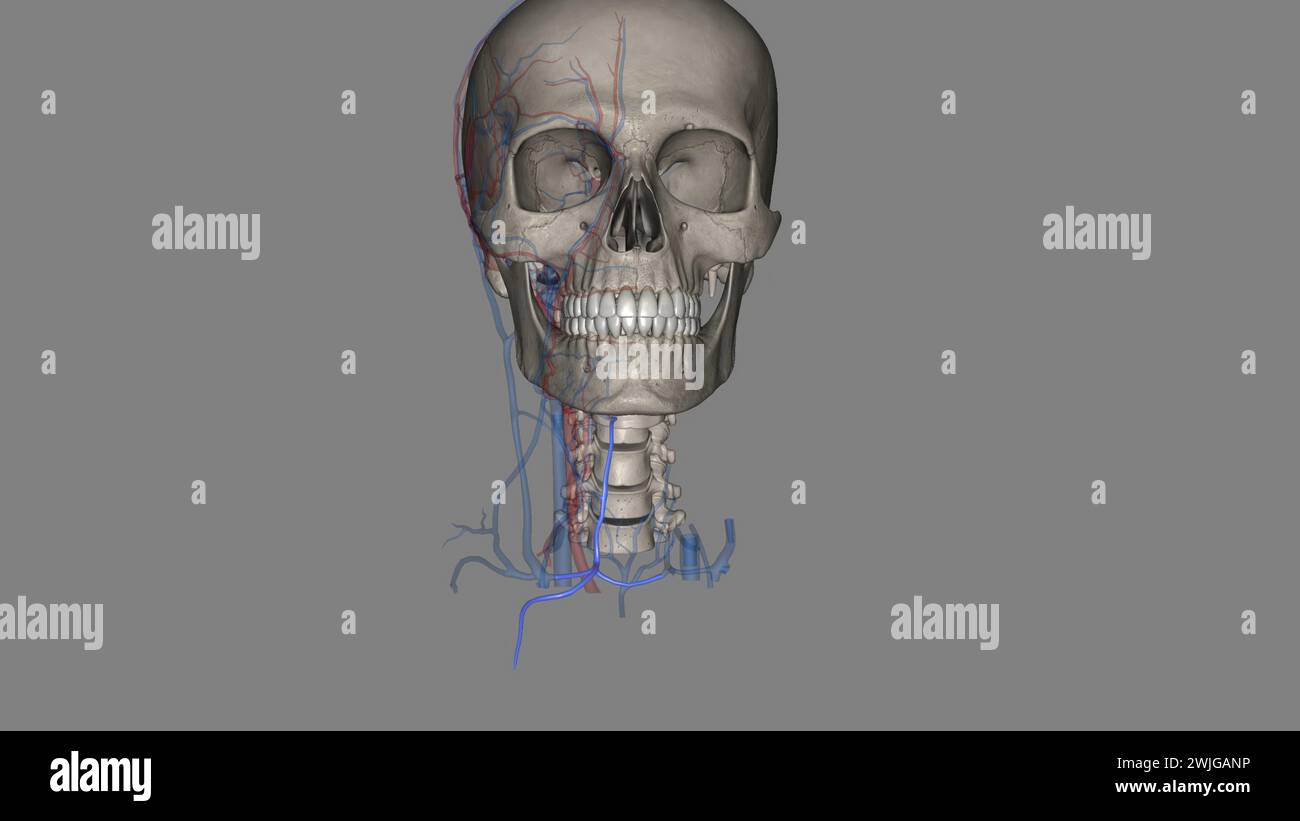The anterior jugular vein is a paired blood vessel that drains the ...