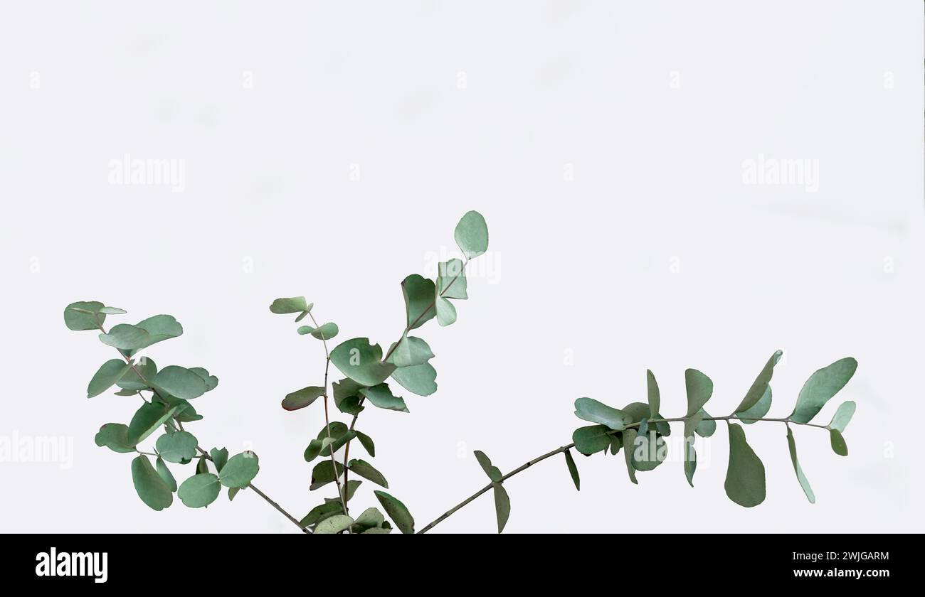 Close up eucalyptus twigs hi-res stock photography and images - Alamy