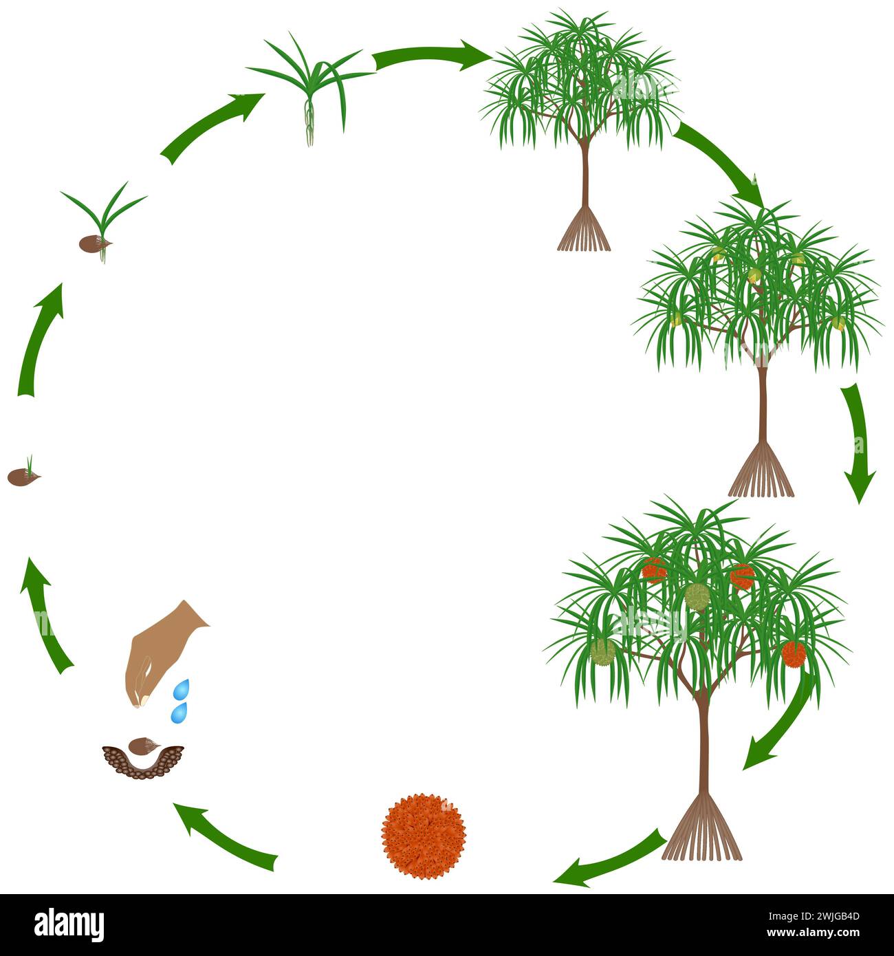Life cycle of a pandanus tectorius plant on a white background. Stock Vector