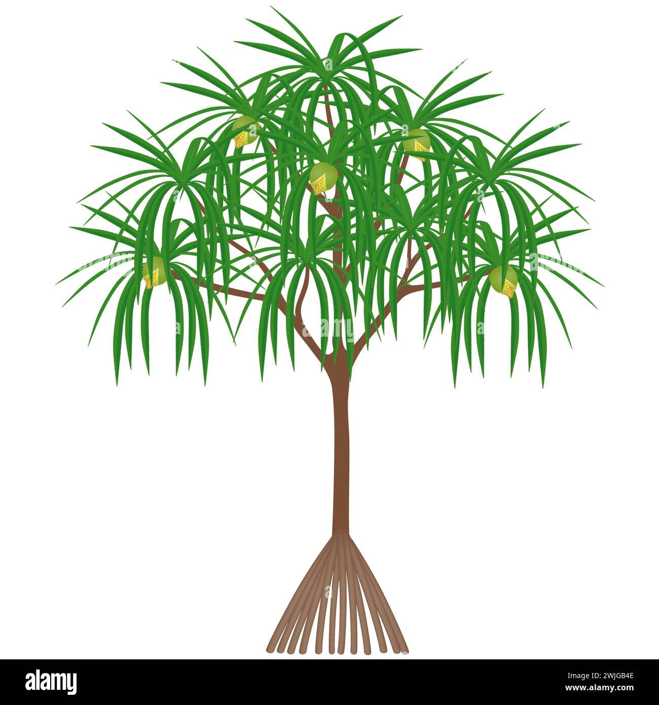 Pandanus tectorius tree with female flowers on a white background. Stock Vector