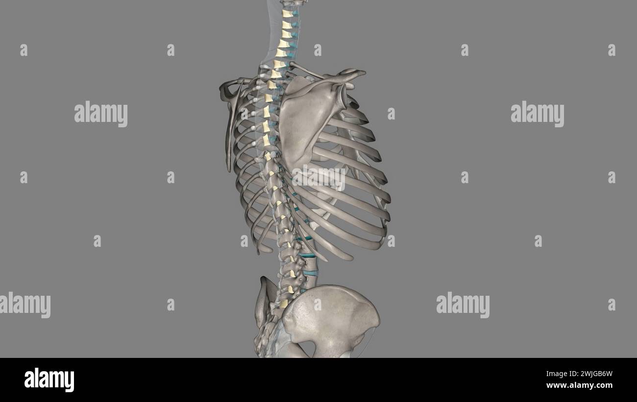 The ligamenta flava are a series of ligaments that connect the ventral ...