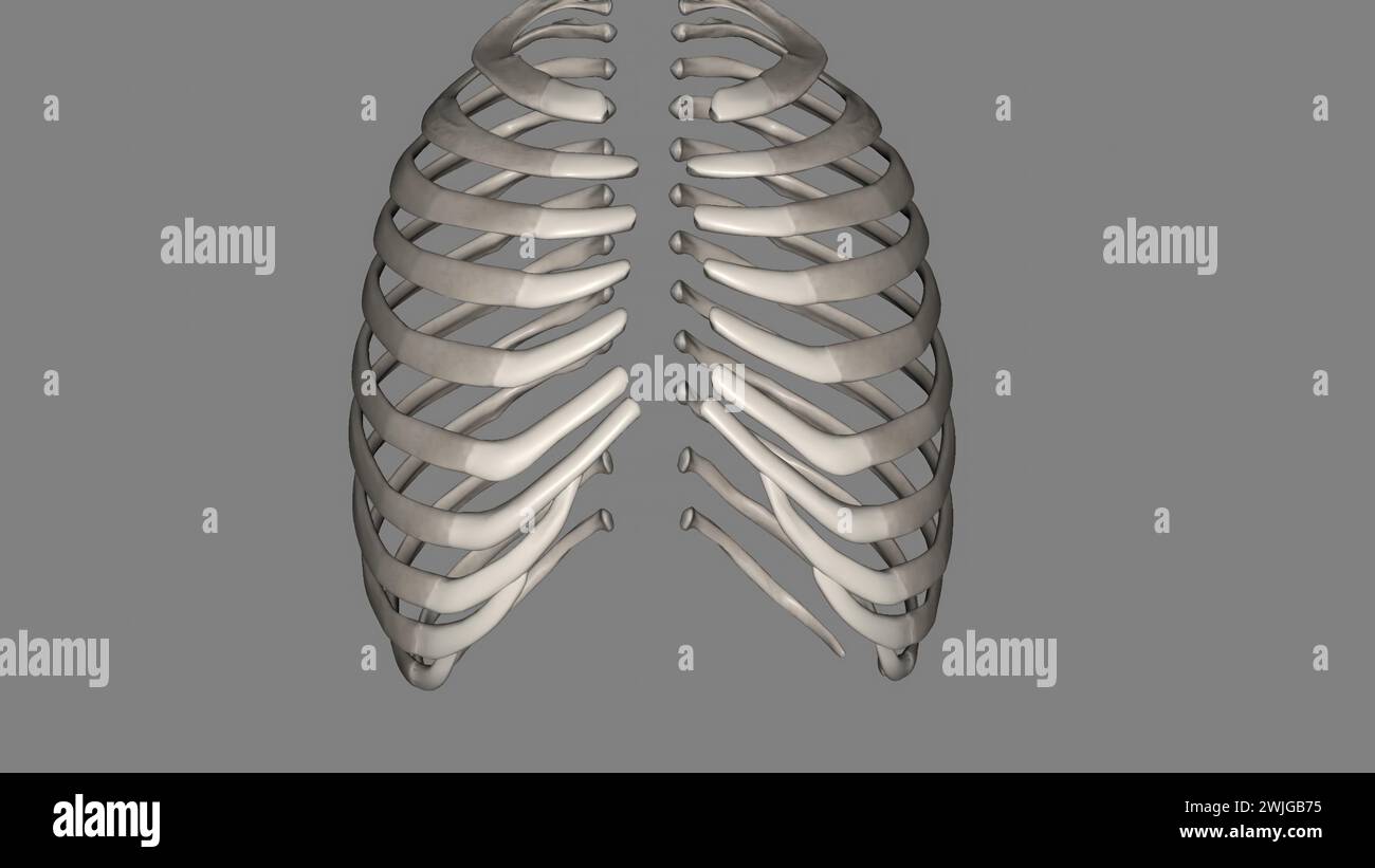 Human ribs are flat bones that form part of the rib cage to help ...