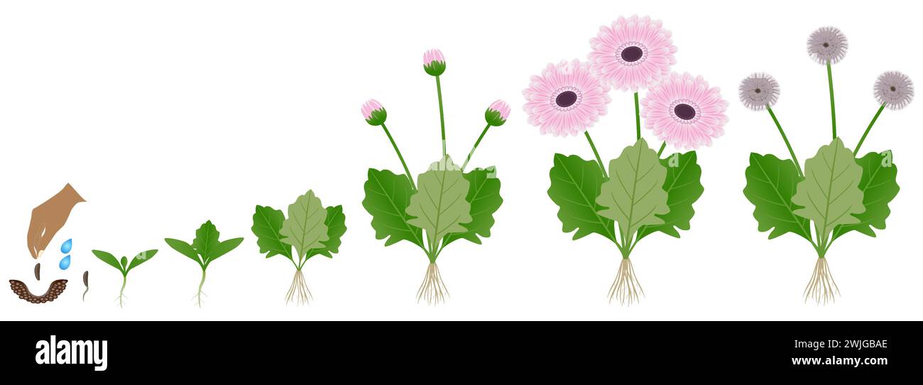 Cycle of growth of a gerbera flower isolated on a white background. Stock Vector