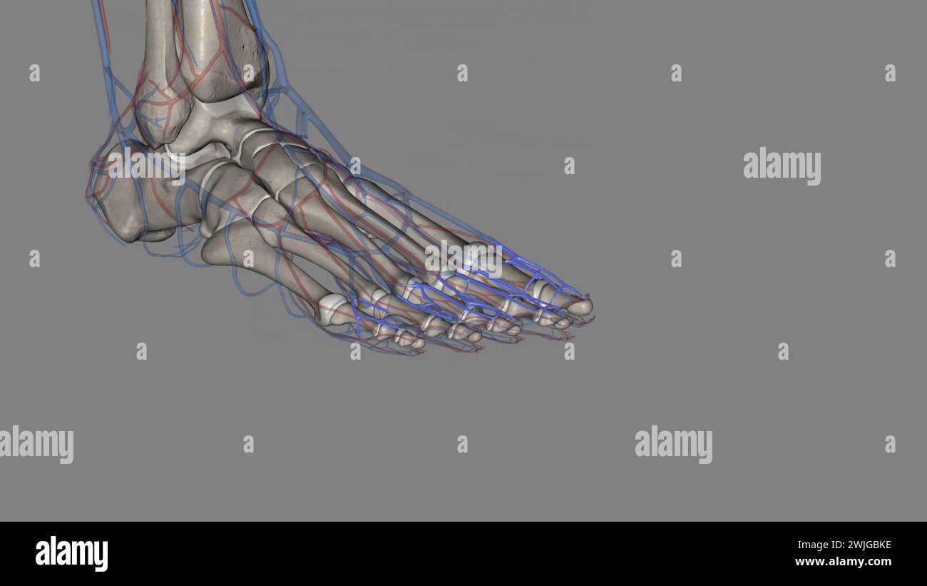 Dorsal digital veins foot - Course On the dorsum of the foot they receive the intercapitular veins 3d illustration Stock Photo