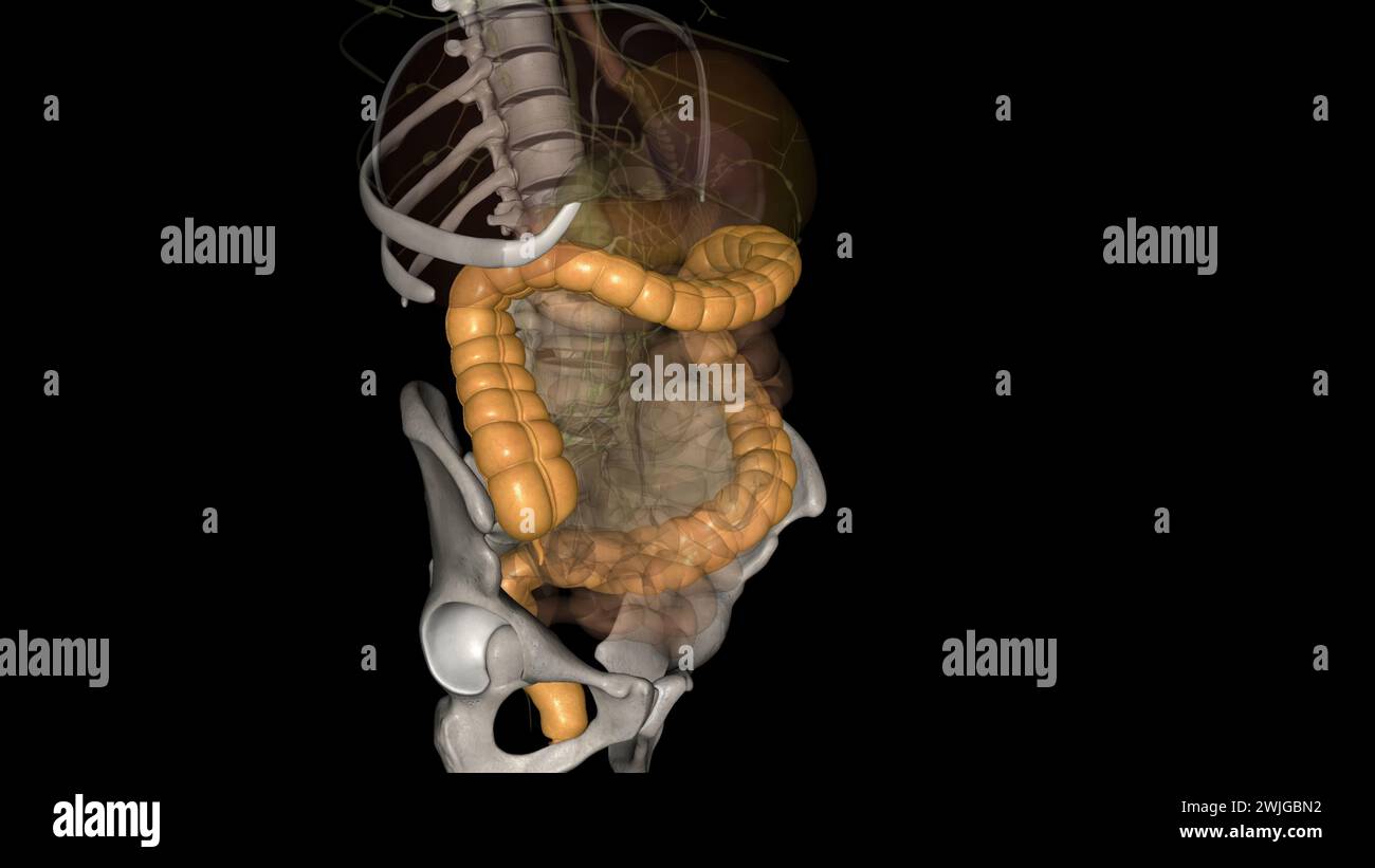 The large intestine is responsible for processing indigestible food ...