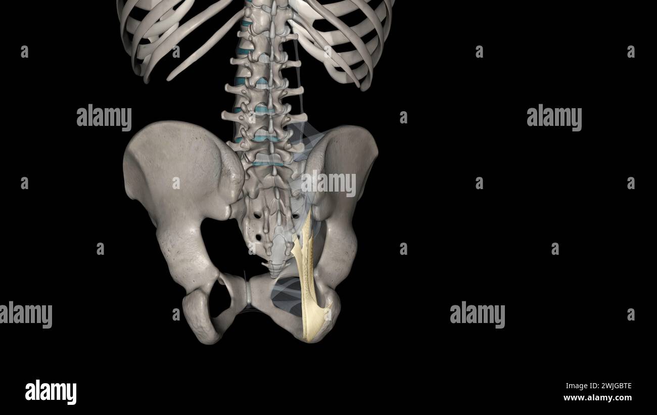 Sacrotuberous ligament hires stock photography and images Alamy
