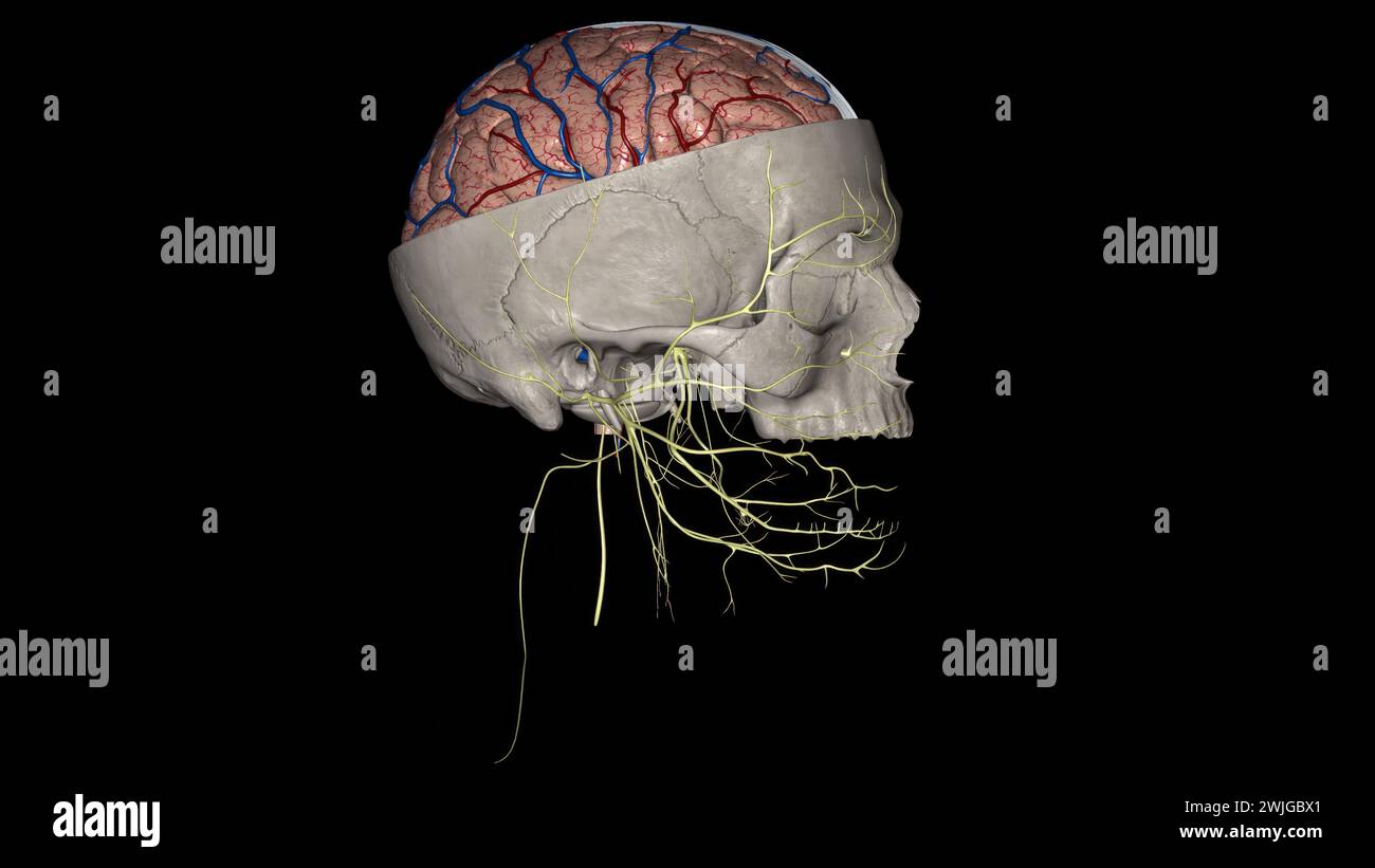 Skull section hi-res stock photography and images - Alamy