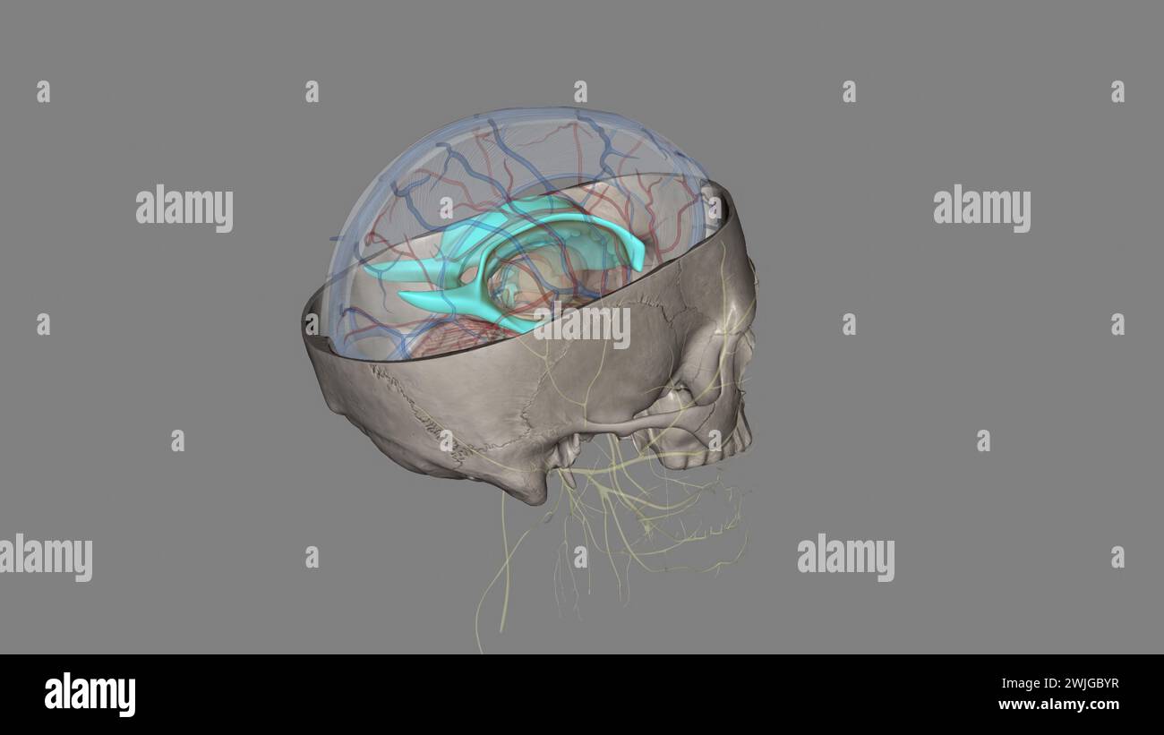 The ventricles of the brain are a communicating network of cavities