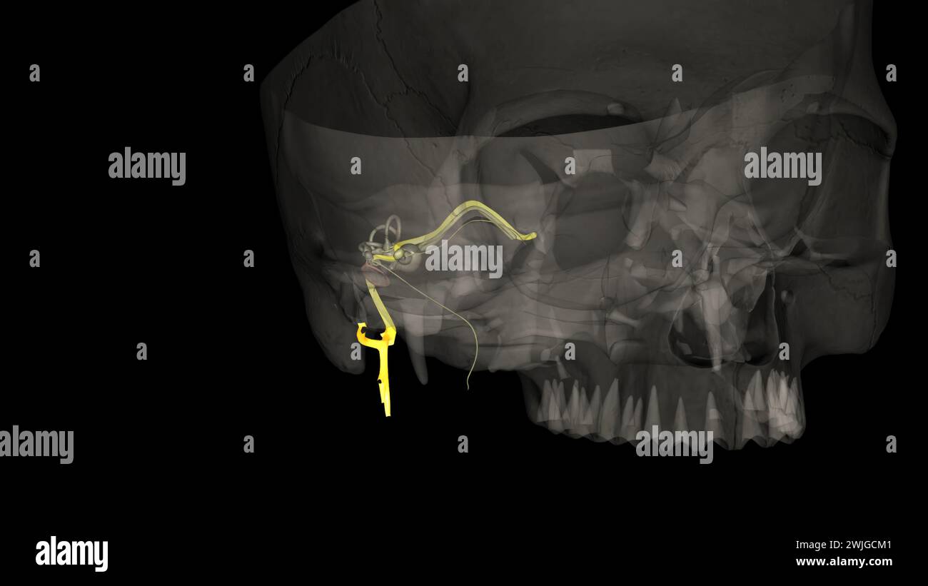 The facial nerve is the seventh cranial nerve 3d illustration Stock Photo