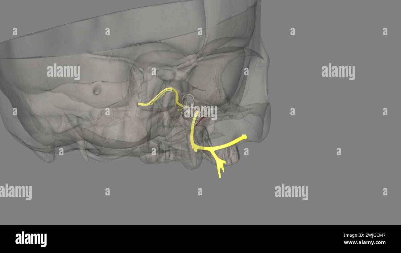 The facial nerve is the seventh cranial nerve 3d illustration Stock ...