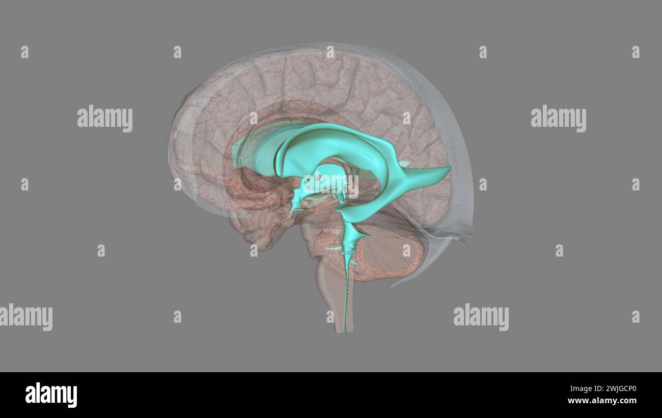 The ventricles are structures that produce cerebrospinal fluid, and transport it around the