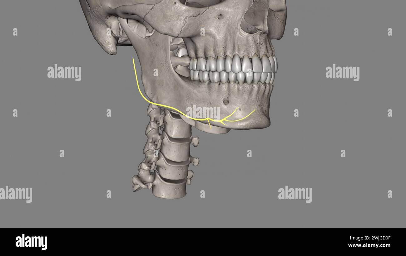 The marginal mandibular branch of the facial nerve arises from the ...