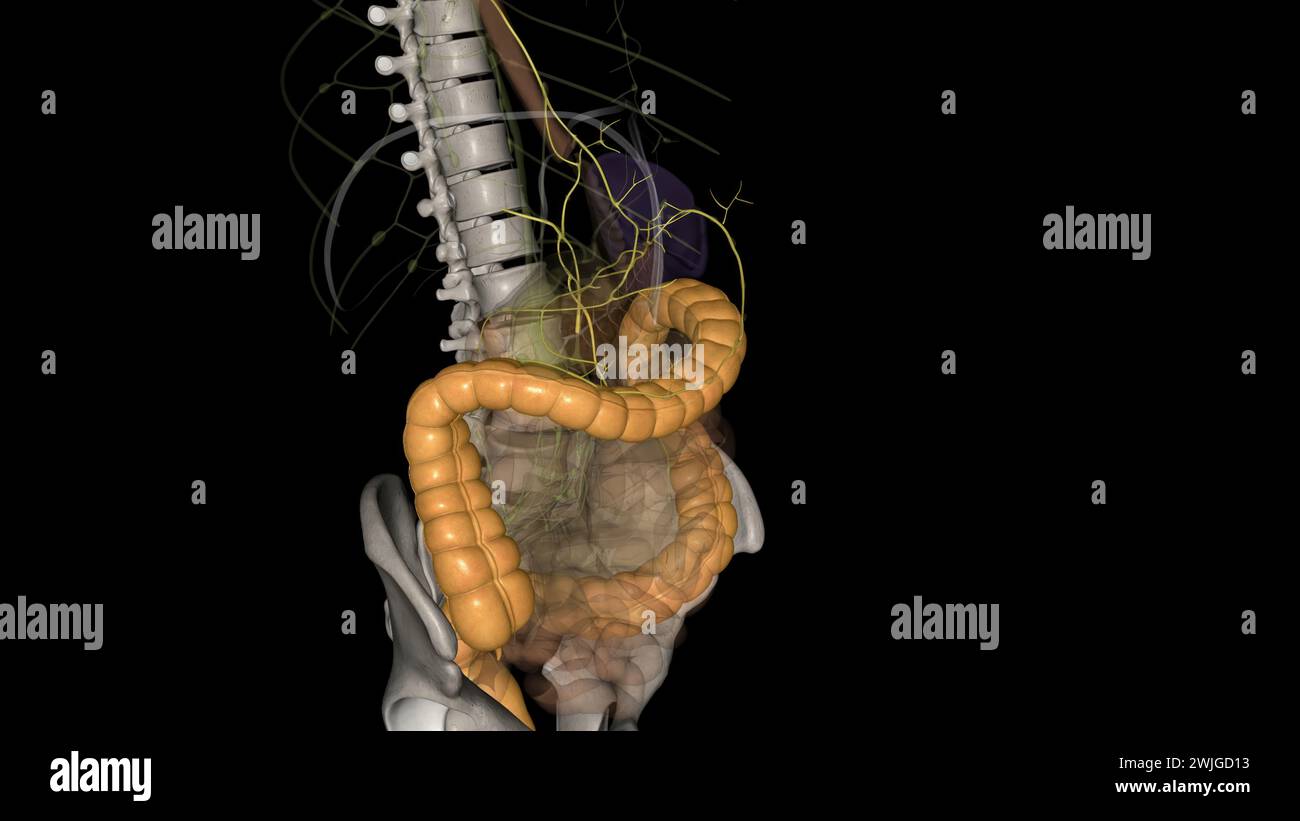 Visceral Lymphatic vessels and Colon 3d illustration Stock Photo - Alamy