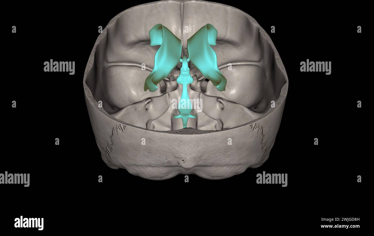 The ventricles of the brain are a communicating network of cavities