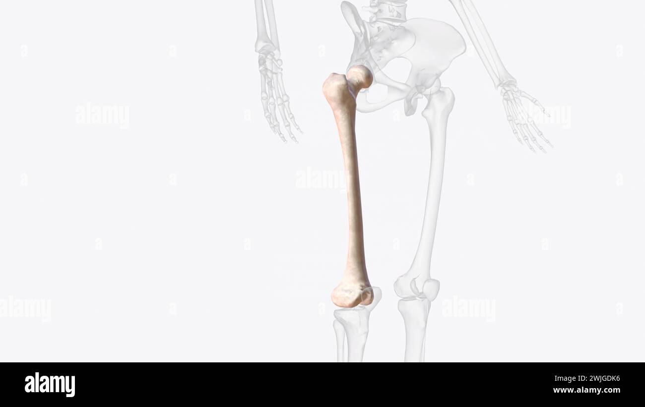 The femur or thigh bone is the only bone in the thigh 3d illustration ...