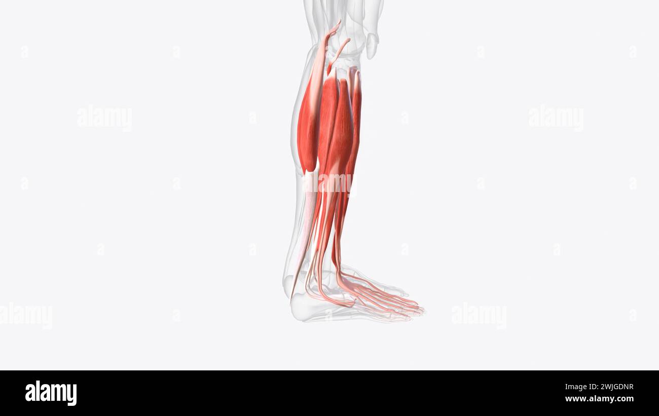 Muscles of right Iower leg  3d illustration Stock Photo