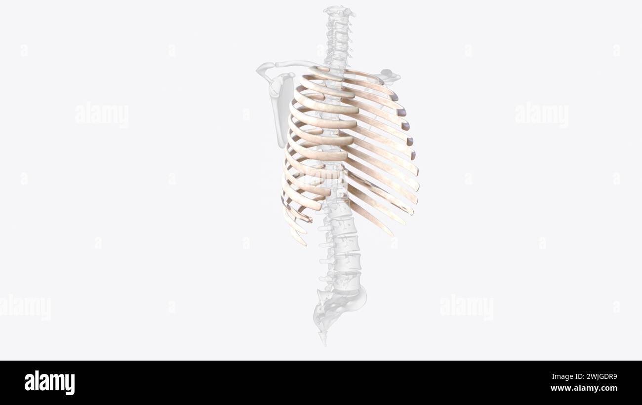 The rib cage consists of 24 ribs (2 sets of 12), which are attached to