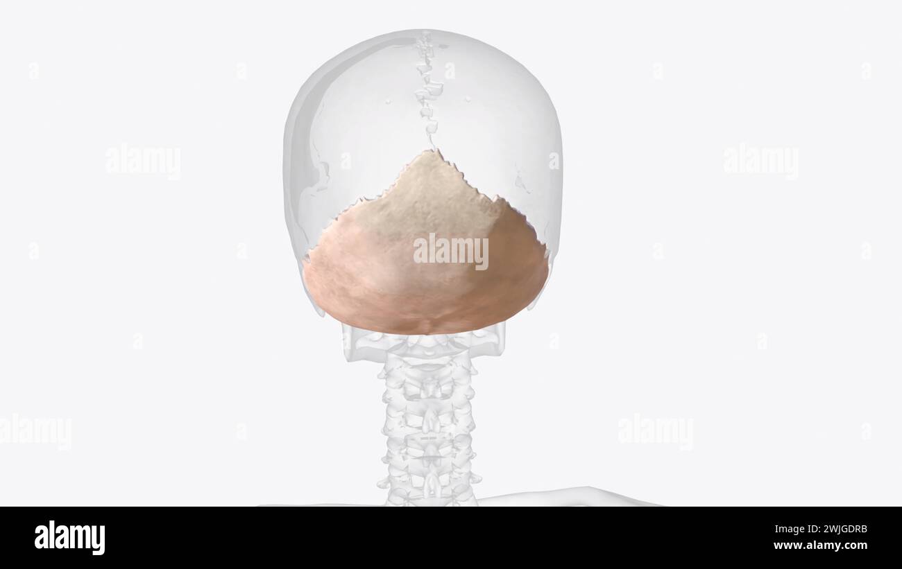 The occipital bone is the most posterior cranial bone and the main bone