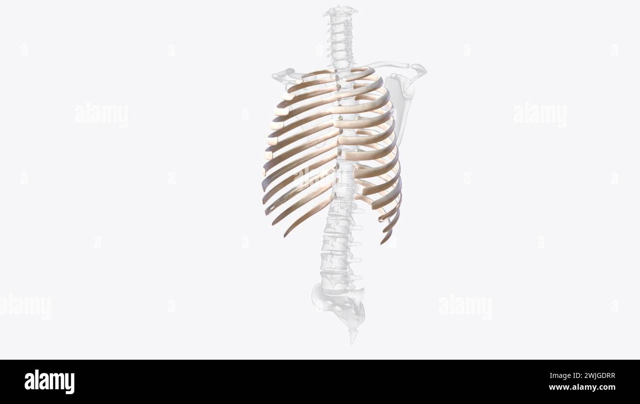 The rib cage consists of 24 ribs (2 sets of 12), which are attached to