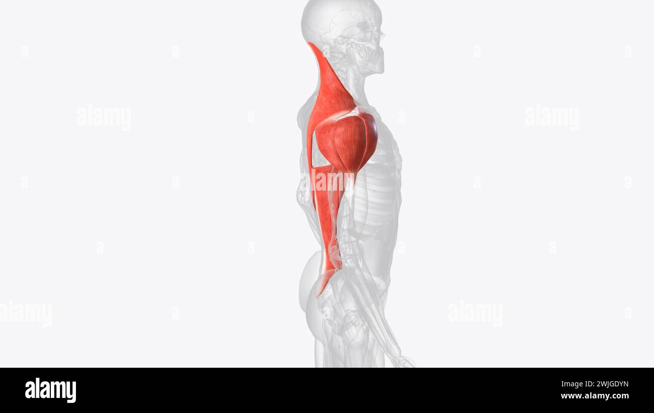 Superficial muscles of right shoulder  3d illustration Stock Photo