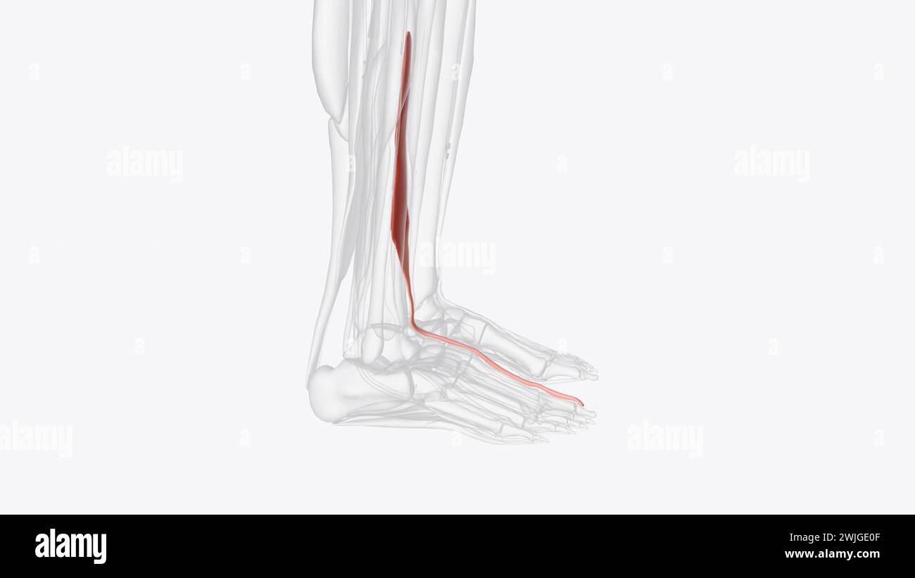 The extensor hallucis longus muscle is a thin skeletal muscle, situated between the tibialis anterior and the extensor digitorum longus Stock Photo
