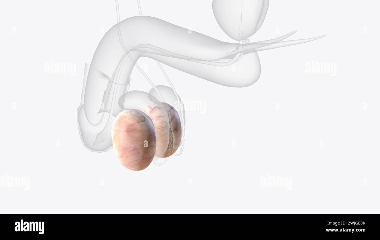 The testes are 2 small organs that are found inside the scrotum  3d illustration Stock Photo
